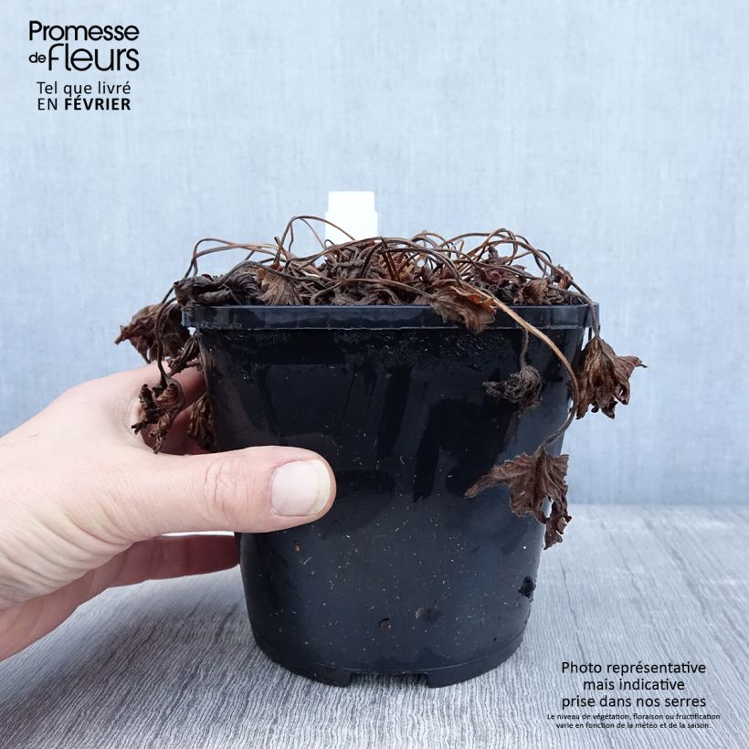 Geranium yoshinoi Confetti Vaso da 1,5L/2L esemplare consegnato in inverno