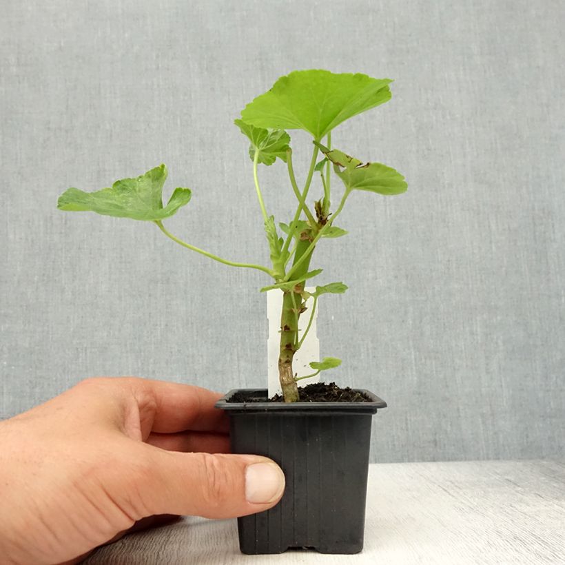 Geranio zonale Appleblossom Vasetto da 7/8 cm esemplare consegnato in primavera