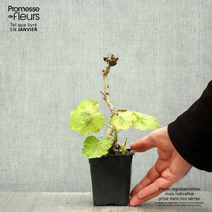 Geranio zonale Fantaisy Crystal Palace Gem Vasetto da 7/8 cm esemplare consegnato in inverno