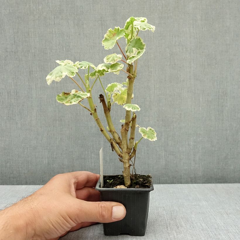 Esemplare di Géranium zonale Mme Salleron - Pelargonium fantaisie Godet de 7/8 cm consegnato in estate