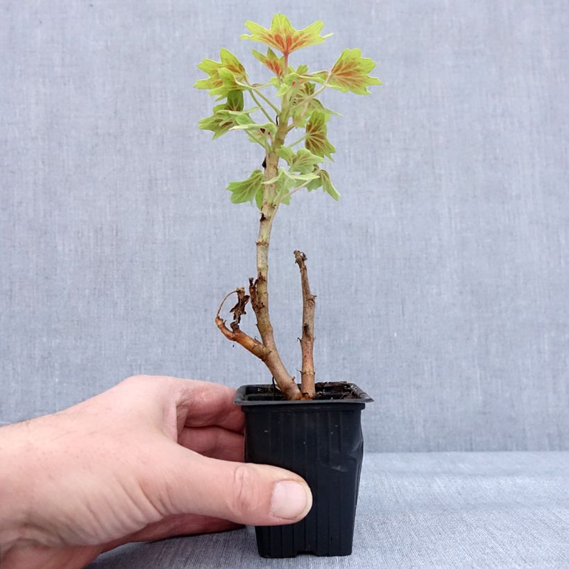 Geranio zonale Vancouver Centennial Vasetto da 7/8 cm esemplare consegnato in inverno