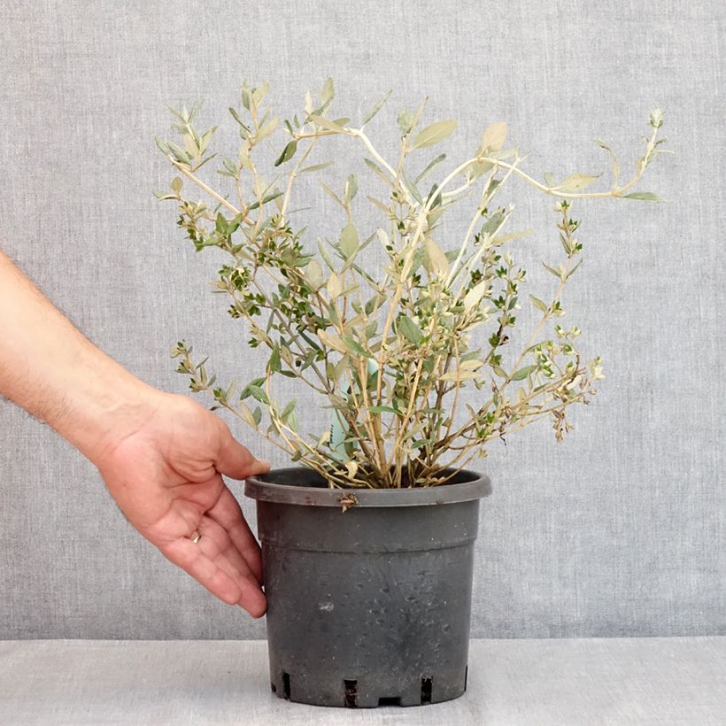 Esemplare di Teucrium fruticans - Camedrio femmina Vaso da 2L/3L consegnato in estate