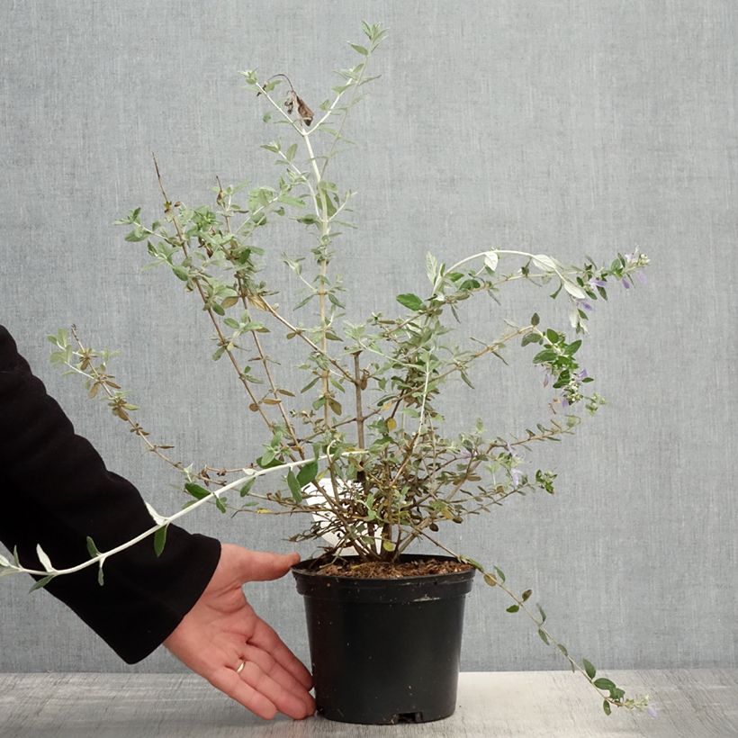 Teucrium fruticans - Camedrio femmina Vaso da 2L/3L esemplare consegnato in primavera