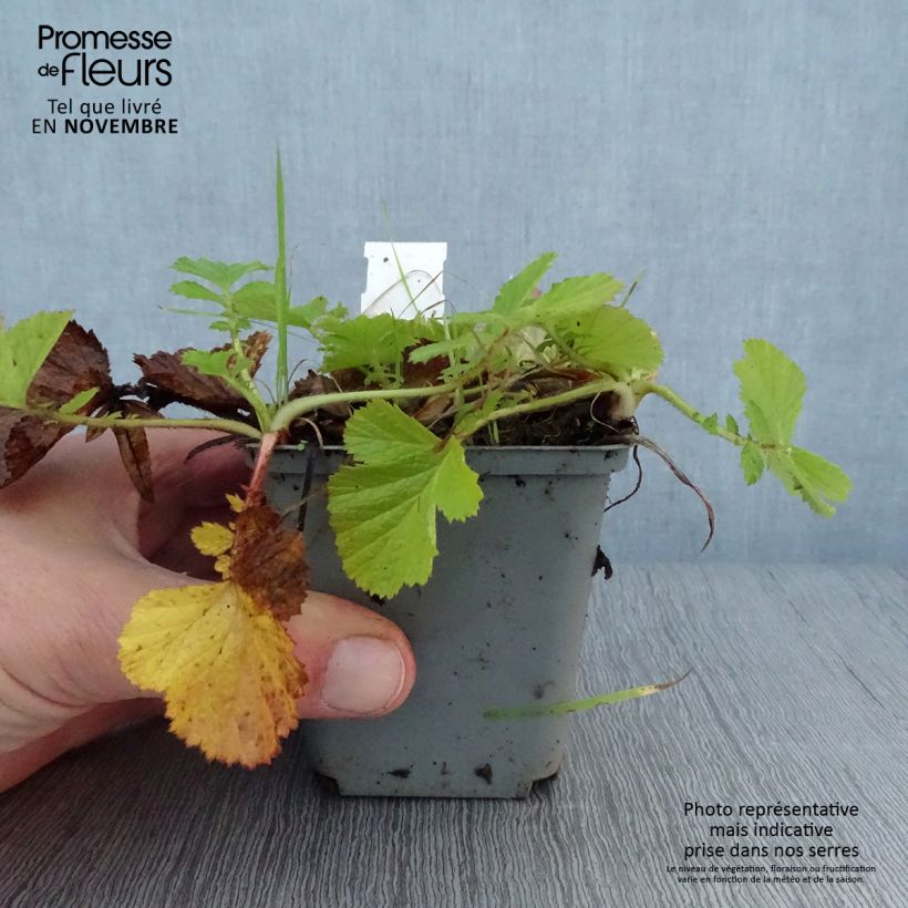 Esemplare di Geum Bell Bank Vasetto da 8/9 cm come consegnato in autunno