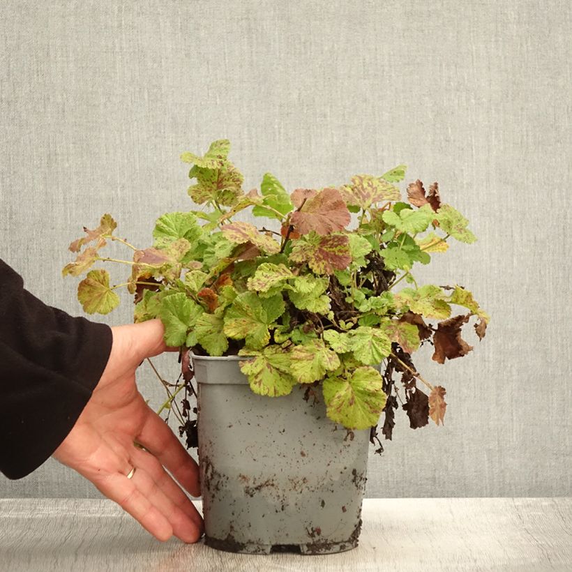 Esemplare di Geum Bell Bank Vaso da 2L/3L come consegnato in autunno