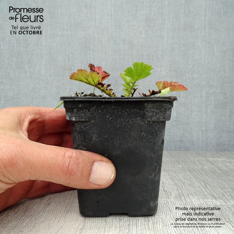 Esemplare di Geum chiloense Lady Stratheden Vasetto da 7/8 cm come consegnato in autunno