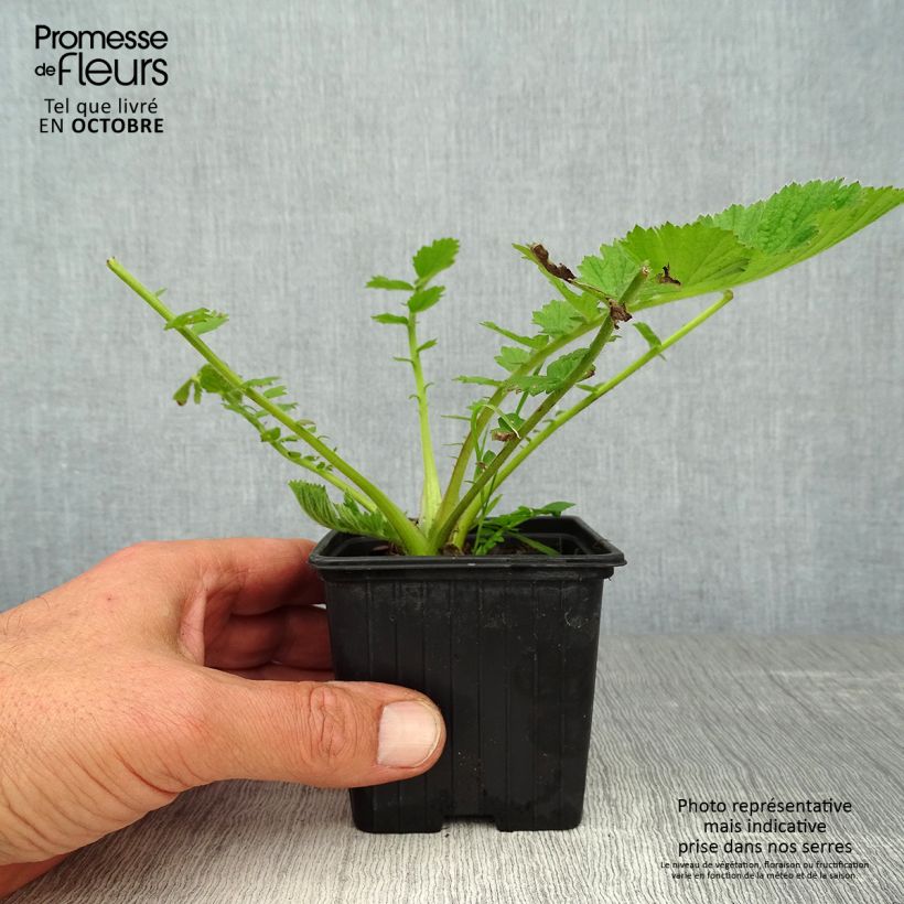 Esemplare di Geum chiloense Mrs Bradshaw Vasetto da 7/8 cm come consegnato in autunno