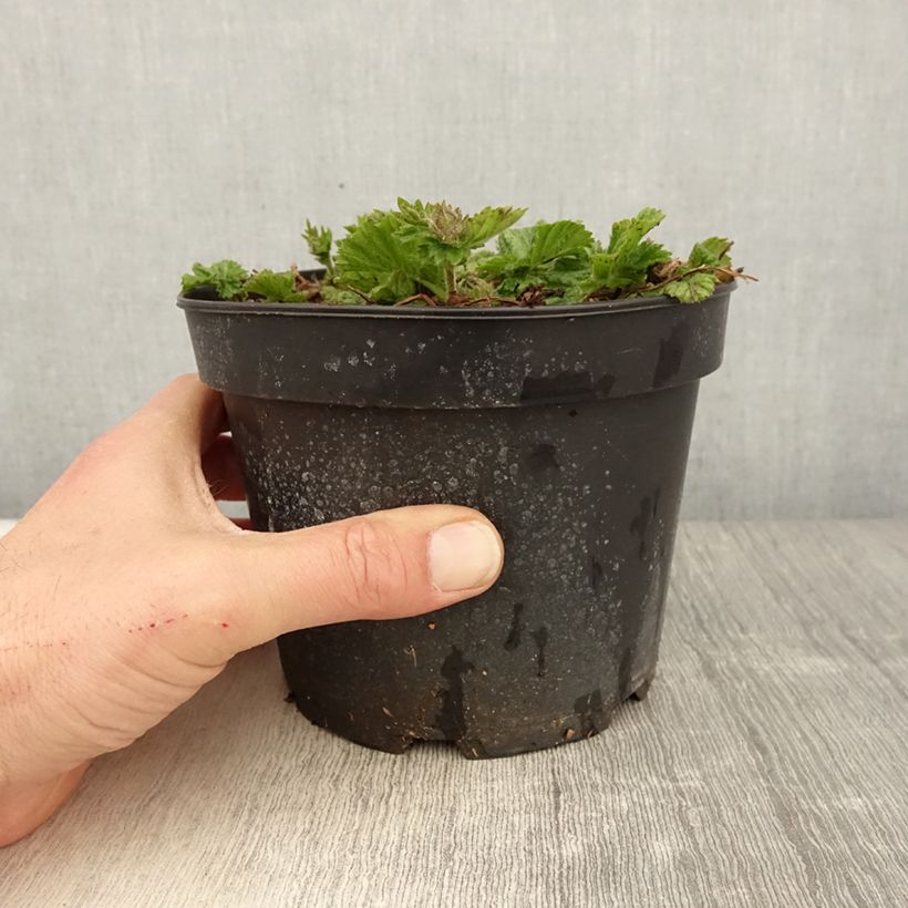 Geum coccineum Borisii Vaso da 2L/3L esemplare consegnato in primavera