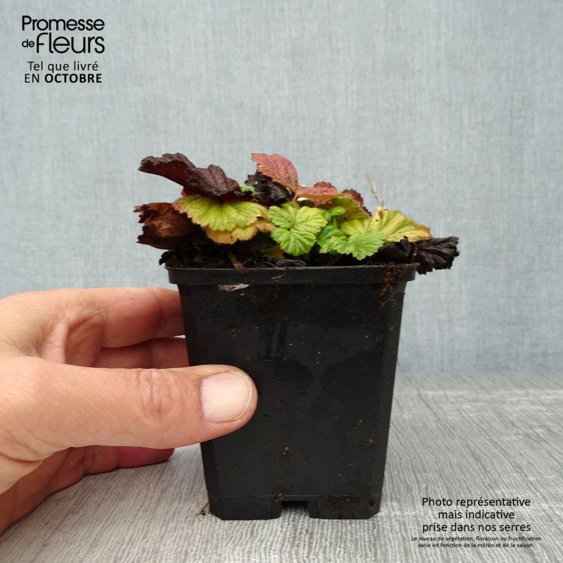 Esemplare di Geum coccineum Borisii Vasetto da 8/9 cm come consegnato in autunno