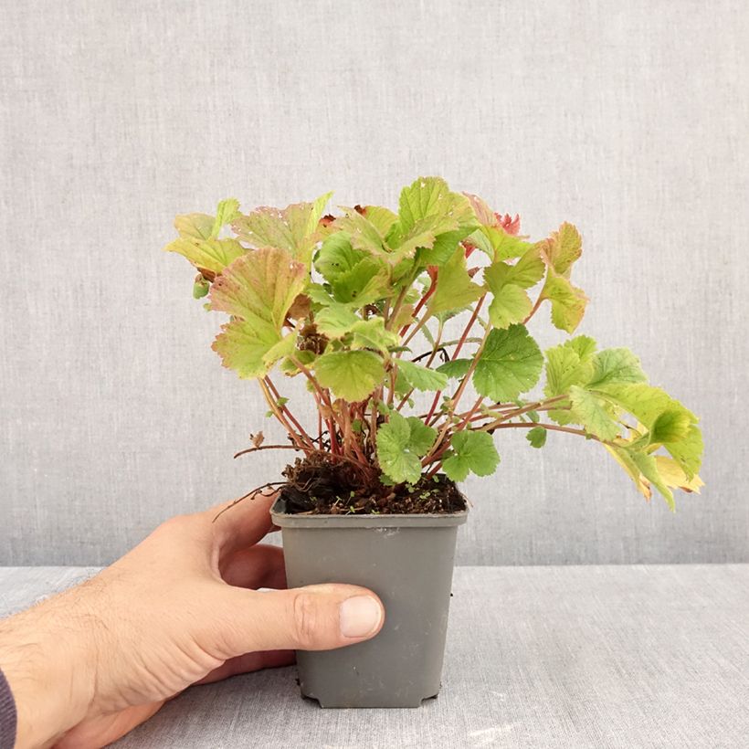 Esemplare di Geum coccineum Karlskaer Vasetto da 8/9 cm come consegnato in autunno