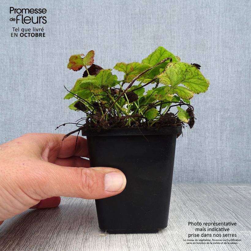 Esemplare di Geum coccineum Koi Vasetto da 8/9 cm come consegnato in autunno