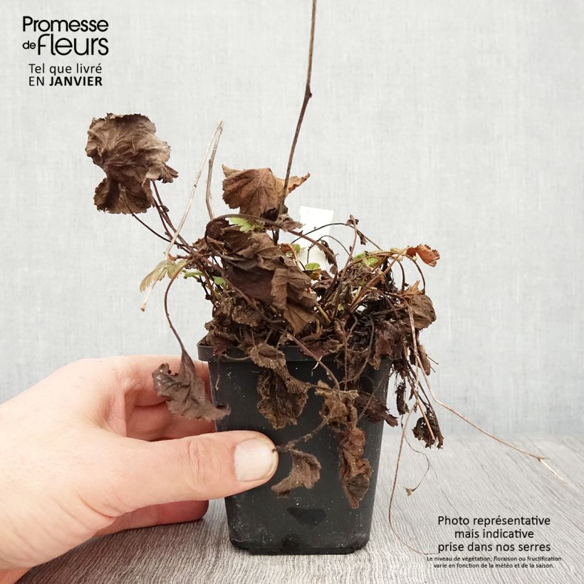 Geum coccineum Koi Vasetto da 8/9 cm esemplare consegnato in inverno