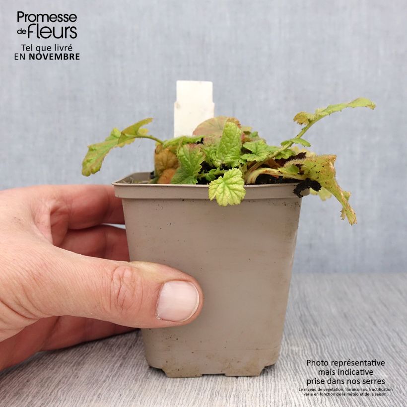 Esemplare di Geum coccineum Werner Arends Vasetto da 8/9 cm come consegnato in autunno
