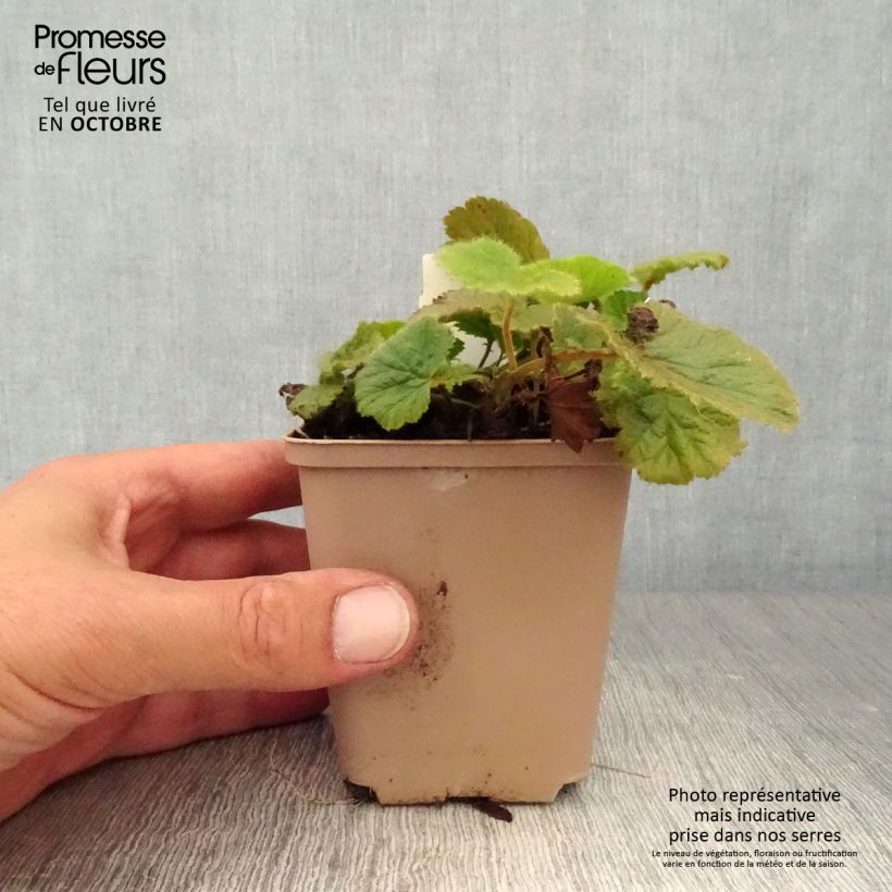 Esemplare di Geum coccineum Cocktail Sea Breeze Vasetto da 8/9 cm come consegnato in autunno