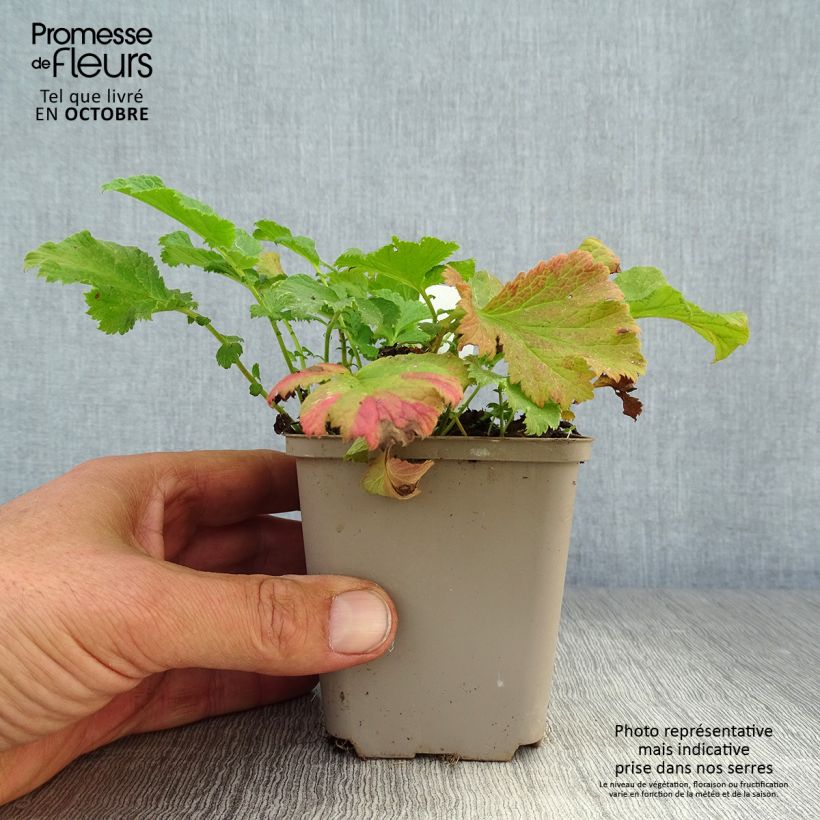 Esemplare di Geum coccineum Cocktail Wet Kiss Vasetto da 8/9 cm come consegnato in autunno