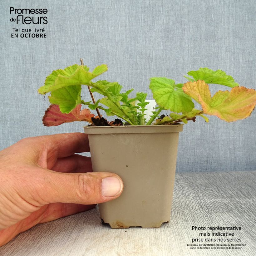 Esemplare di Geum Coral Tempest Vasetto da 8/9 cm come consegnato in autunno