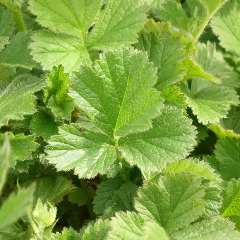 Geum Coral Tempest (Fogliame)