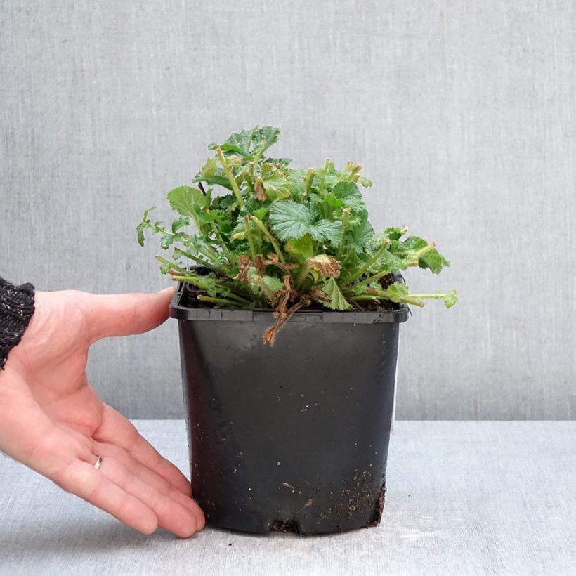 Geum Coral Tempest Vaso da 2L/3L esemplare consegnato in inverno