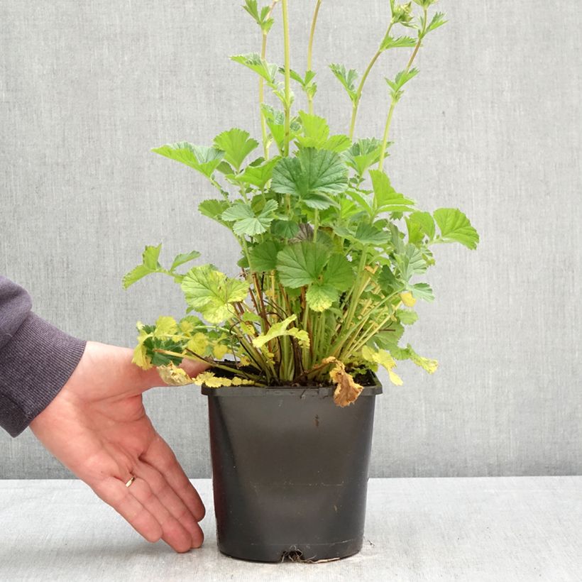 Geum Coral Tempest Vaso da 2L/3L esemplare consegnato in primavera