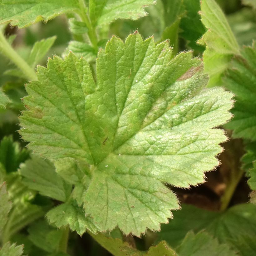 Geum Fiery Tempest (Fogliame)