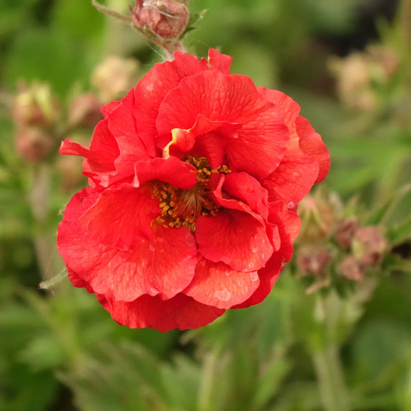 Geum Fiery Tempest (Fioritura)