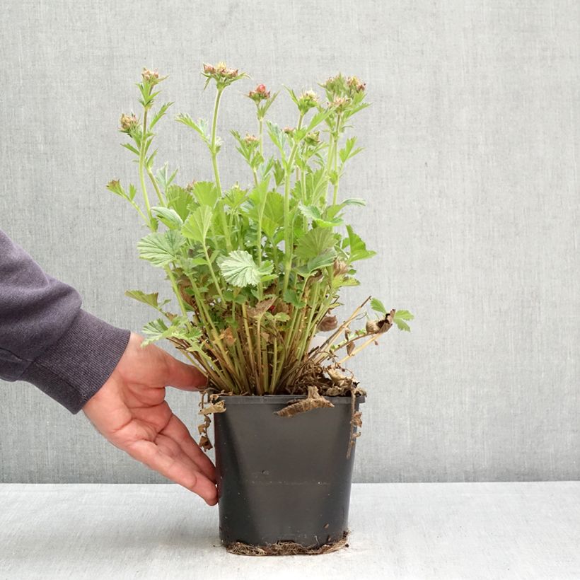 Geum Fiery Tempest Vaso da 2L/3L esemplare consegnato in primavera