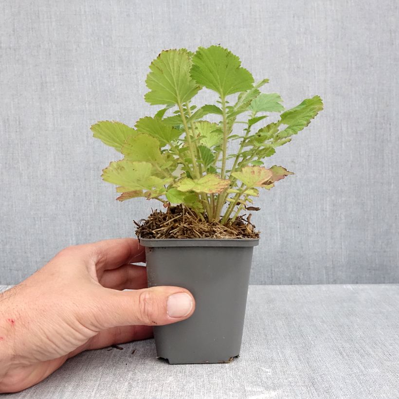 Esemplare di Geum Firestarter Vasetto da 8/9 cm come consegnato in autunno