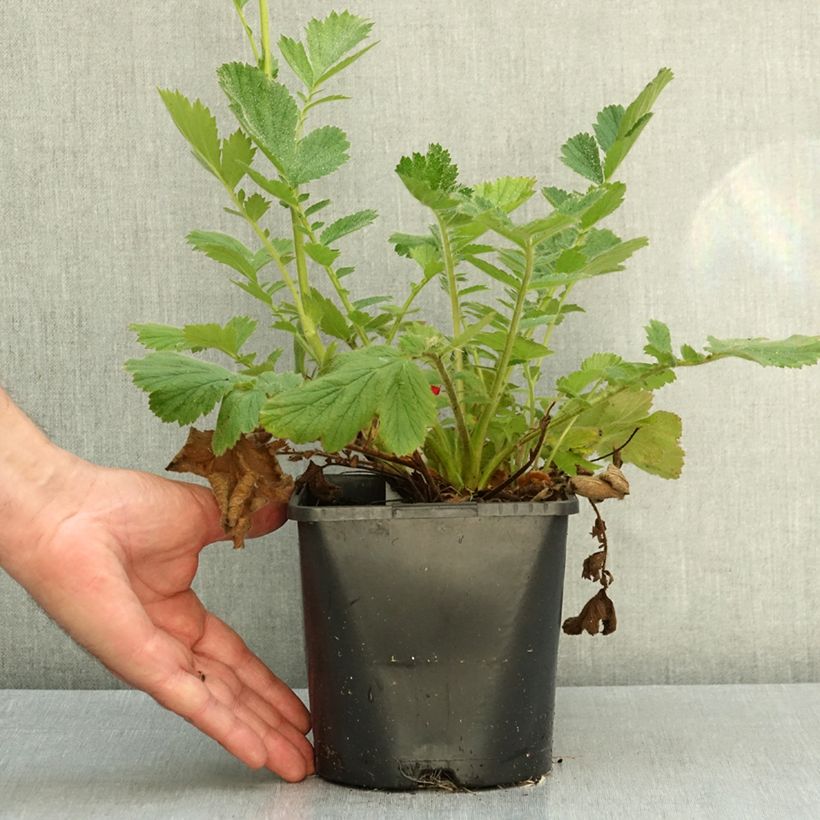Esemplare di Geum Firestarter Vaso da 2L/3L come consegnato in autunno