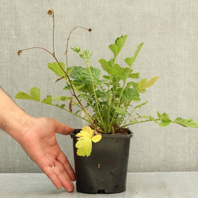 Esemplare di Geum Firestarter - Benoîte hybride Pot de 2L/3L consegnato in estate