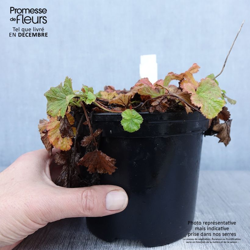 Geum Flames of Passion Vaso da 2L/3L esemplare consegnato in inverno