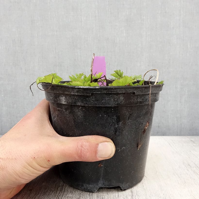 Geum Flames of Passion Vaso da 2L/3L esemplare consegnato in primavera