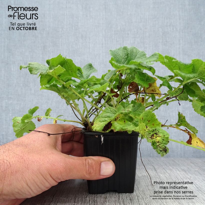 Esemplare di Geum rivale Mai tai Vasetto da 8/9 cm come consegnato in autunno