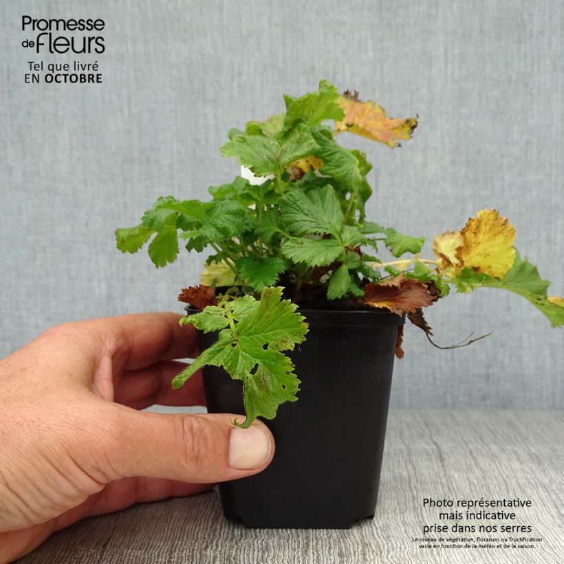 Esemplare di Geum coccineum Nonna Vasetto da 7/8 cm come consegnato in autunno