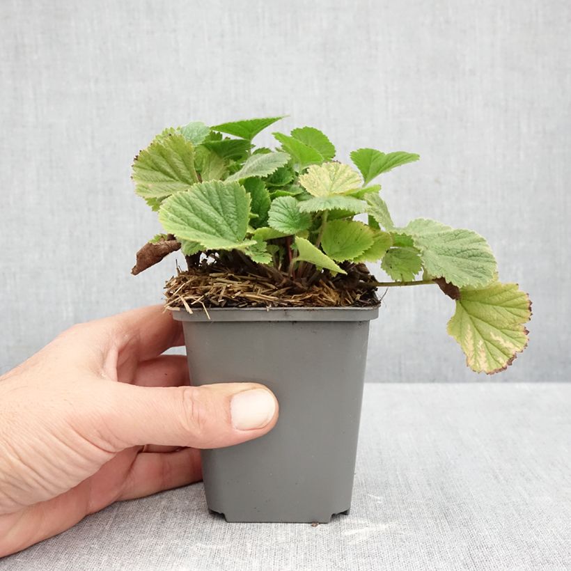 Esemplare di Geum Orange Pumpkin Vasetto da 7/8 cm come consegnato in autunno