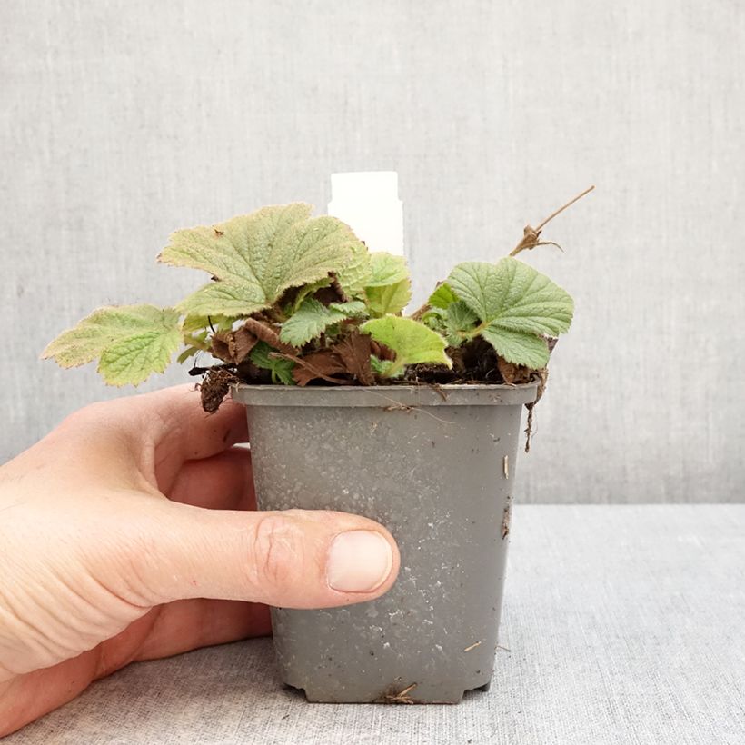 Geum Orange Pumpkin Vasetto da 7/8 cm esemplare consegnato in primavera