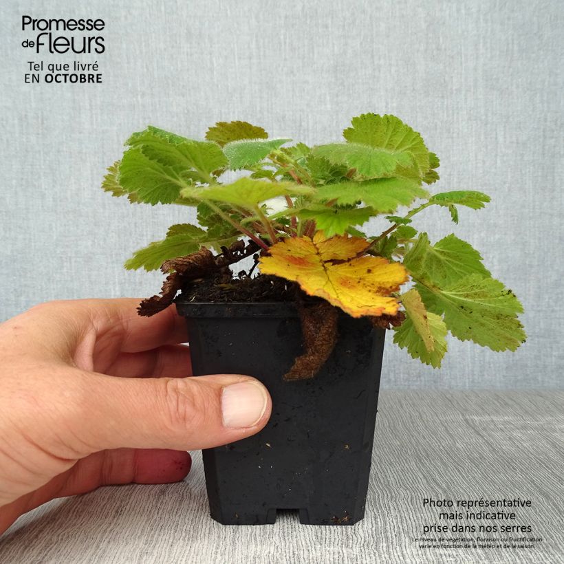 Esemplare di Geum Prinses Juliana Vasetto da 8/9 cm come consegnato in autunno