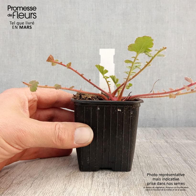 Geum Prinses Juliana Vasetto da 8/9 cm esemplare consegnato in primavera