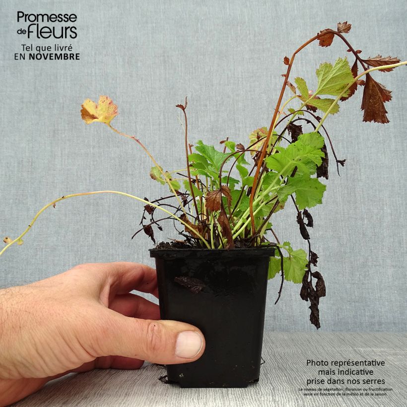 Esemplare di Geum rivale Leonard's Variety Vasetto da 7/8 cm come consegnato in autunno