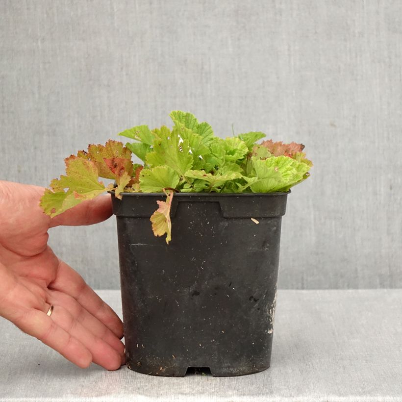 Esemplare di Geum rivale Leonard's Variety Vaso da 2L/3L come consegnato in autunno