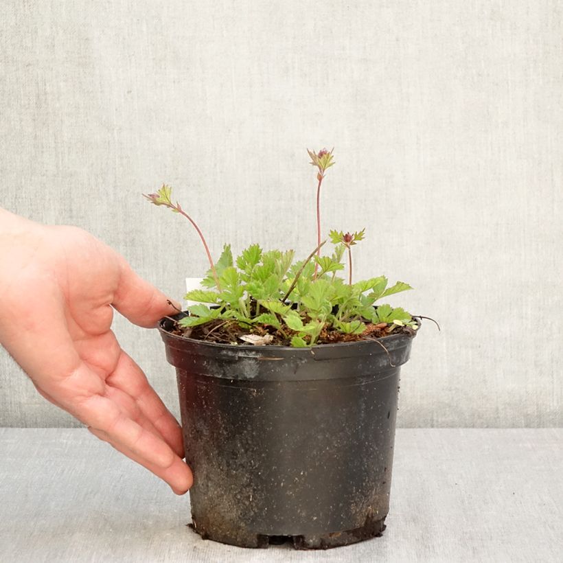 Geum rivale Leonard's Variety Vaso da 2L/3L esemplare consegnato in primavera