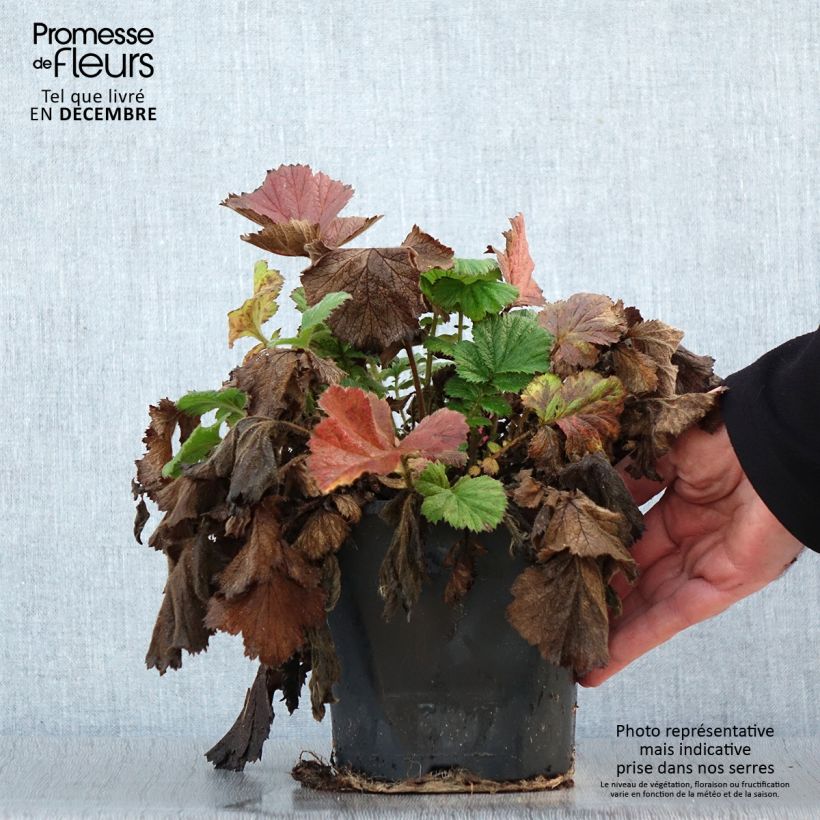 Geum Scarlet Tempest Vaso da 2L/3L esemplare consegnato in inverno