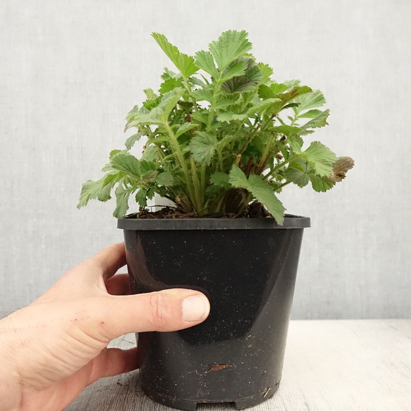 Geum Scarlet Tempest Vaso da 2L/3L esemplare consegnato in primavera