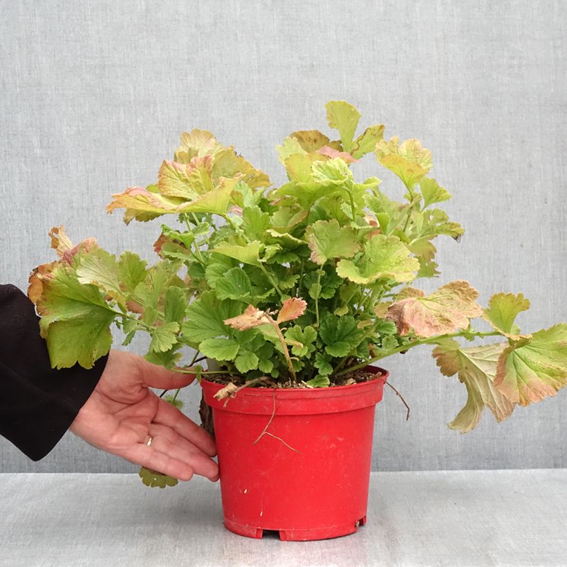 Esemplare di Geum Cocktail Tequila Sunrise Vaso da 2L/3L come consegnato in autunno