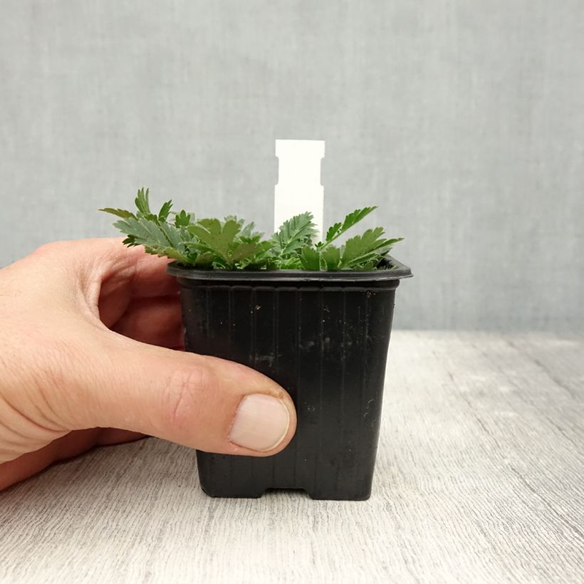 Esemplare di Geum triflorum Vasetto da 8/9 cm come consegnato in autunno