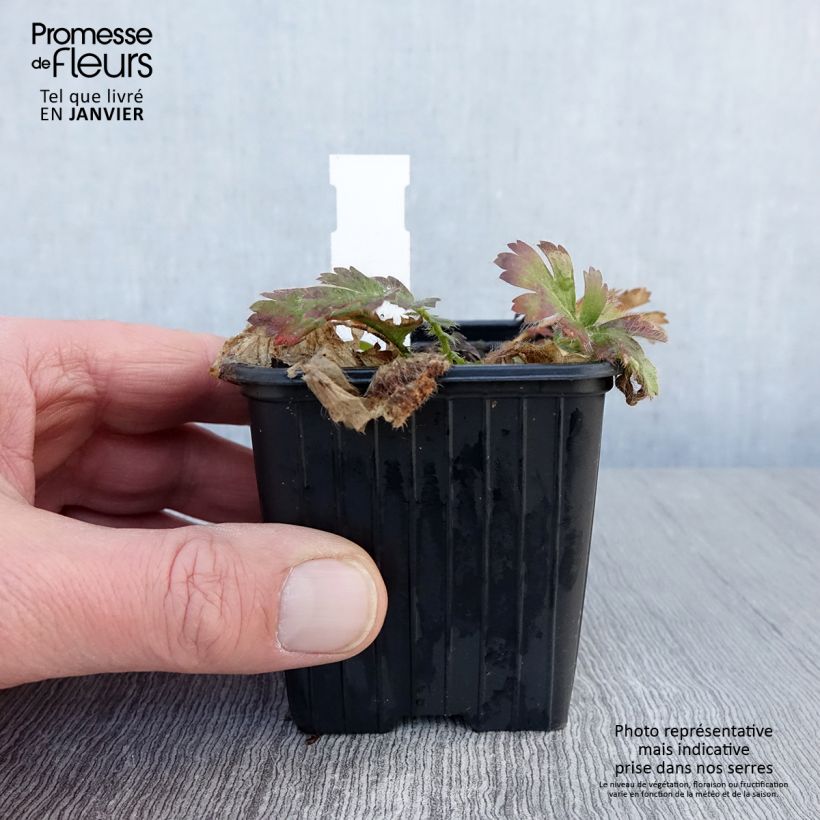 Geum triflorum Vasetto da 8/9 cm esemplare consegnato in inverno