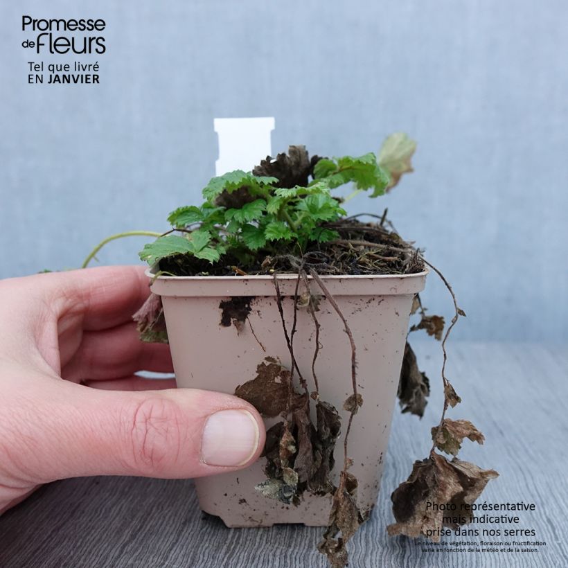 Geum Tutti Frutti Vasetto da 8/9 cm esemplare consegnato in inverno