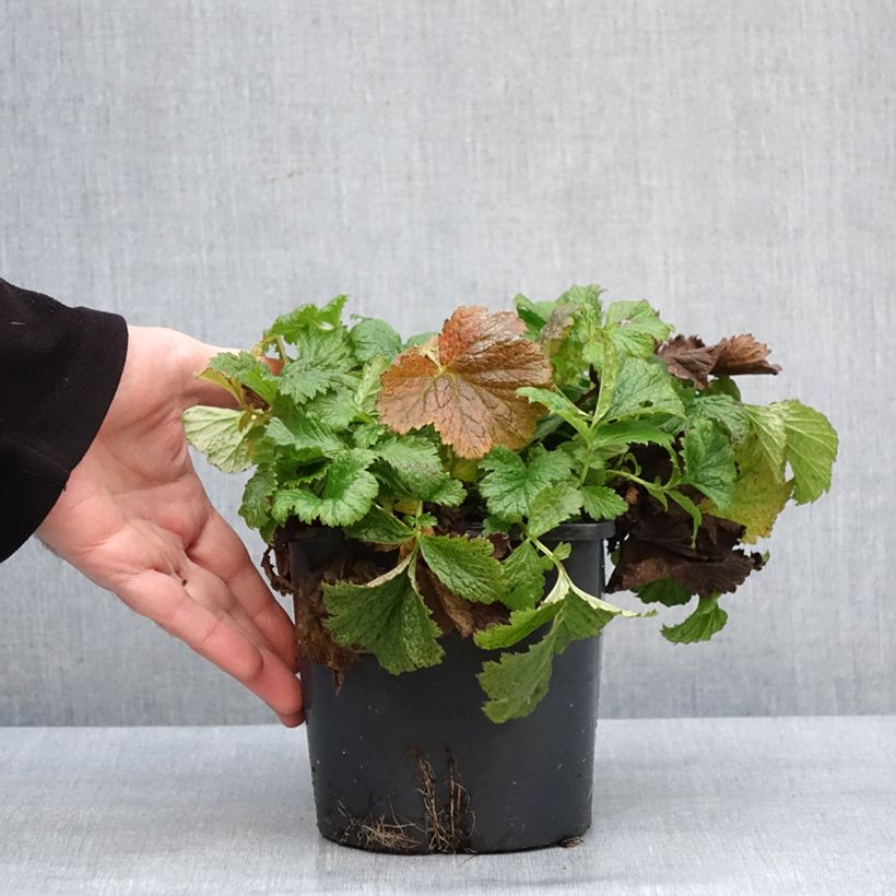 Geum Tutti Frutti Vaso da 2L/3L esemplare consegnato in inverno