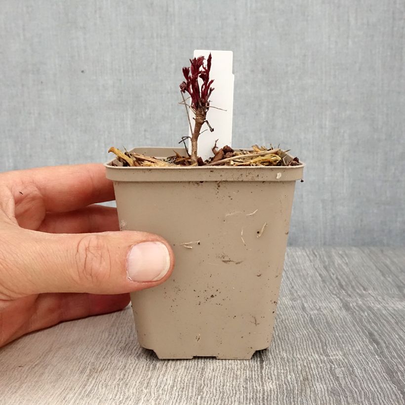 Gillenia trifoliata Pink Profusion Vasetto da 8/9 cm esemplare consegnato in primavera