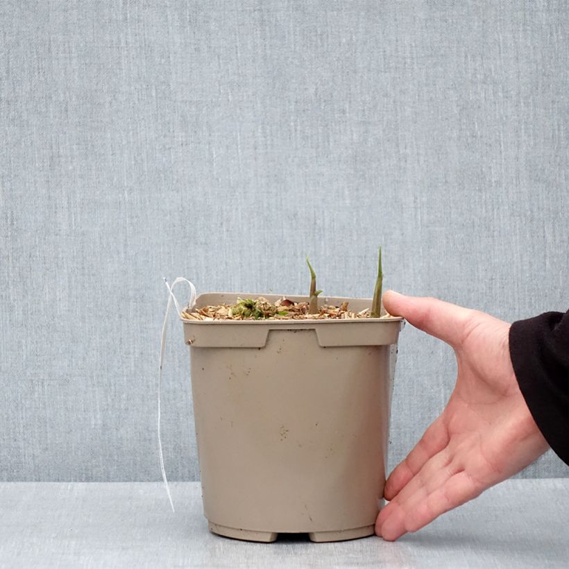 Zingiber mioga Dancing Crane - Myoga Vaso da 3L/4L esemplare consegnato in primavera