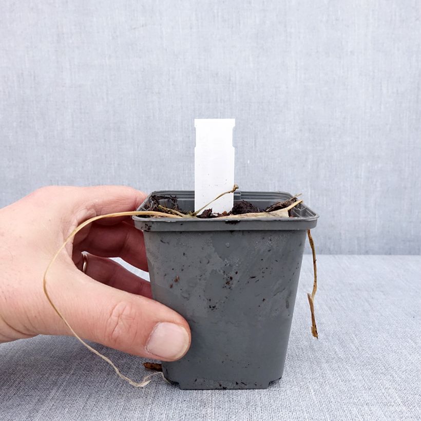 Zingiber mioga - Myoga Vasetto da 8/9 cm esemplare consegnato in inverno